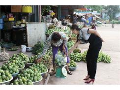 Mùa Xoài Yên Châu (Sơn La)