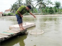 Tôm Thẻ Chân Trắng Được Nuôi Ở Thành Phố