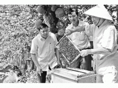 Gần 200 lao động xã Thành Kim có việc làm từ nghề nuôi ong mật