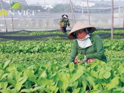 Trang trại sạch trong vòng vây thực phẩm bẩn