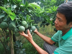 Làm giàu nhờ trồng cam sành