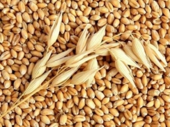 Giá lúa mì duy trì vững tại Nga, giảm tại Pháp