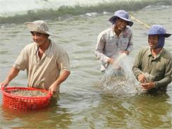 Chất Lượng Thủy Sản Nhìn Từ Mô Hình Quản Lý Mới