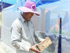 Mô hình nuôi ruồi lính đen ở Hà Tĩnh cho thu nhập cao