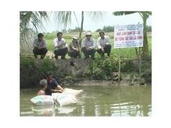 Mô Hình Nuôi Luân Canh Cá - Lúa Ở Tiền Giang