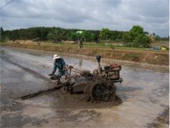 Cải Tạo Đất Trồng Màu Để Làm Lúa Thu Đông