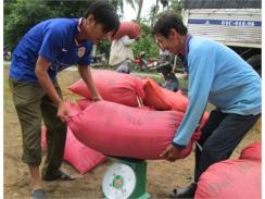 Lúa Gạo Tăng Thêm 50 - 100 Đ/kg