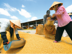 Việt Nam định hướng sản xuất lúa gạo chất lượng cao