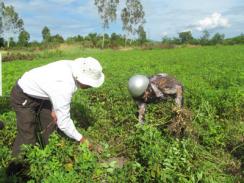 Chuyển đổi cây trồng ở Vạn Phú (Khánh Hòa)