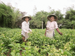 Người Dân Làm Giàu Nhờ Trồng Cây Lài Ở Tân Thanh (Bến Tre)