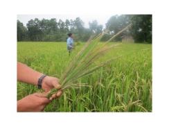 Hàng trăm ha lúa lép hạt, nông dân Thanh Hóa thiệt hại nặng nề