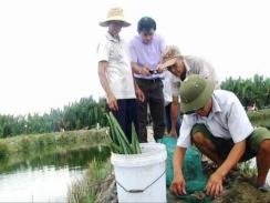 Quảng Nam Hiệu quả cao từ mô hình nuôi cua thương phẩm ở vùng triều