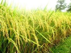 Lúa gạo châu Á: Giá tại Ấn Độ hồi phục, tại Việt Nam giảm nhẹ