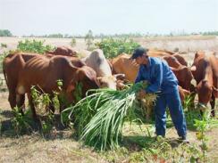 Làm Giàu Từ Nuôi Bò Sinh Sản