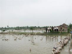 “Làng Trứng” Châu Mai (Hà Nội)