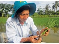 Những “Hai Vuông” Thành Công Trong Sản Xuất Lúa