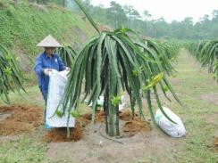 Phân NPK-S Lâm Thao giúp tăng năng suất thanh long