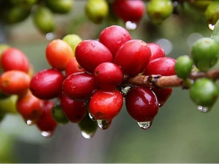 Thị trường cà phê tháng 10/2020: Giá trong nước tuột dốc 700 đồng/kg