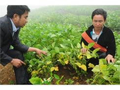 Phát Triển Cây Đậu Tương Ở Xín Mần “Một Cách Làm, 2 Lợi Ích”