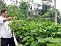 Hiệu quả mô hình trồng su su lấy ngọn ở xã Hồng Thái Tuyên Quang