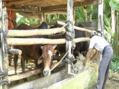 Làm giàu từ nuôi bò