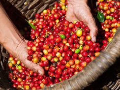 Cà phê châu Á: Giá cà phê giảm ở Việt Nam; Indonesia giao dịch trầm lắng