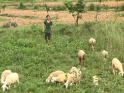 Nuôi cừu thành công ở vùng đất Thái Hòa