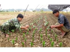 Làng Hoa Túc Duyên Vào Vụ Tết