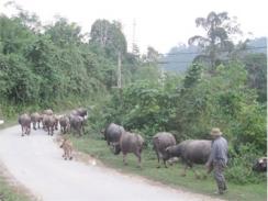 Na Rì (Bắc Kạn) Phát Triển Đàn Gia Súc