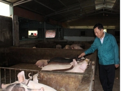 Độc đáo trang trại lợn sạch nuôi bằng thảo dược và giun quế