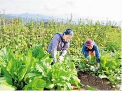 Bón phân Văn Điển cho vùng trồng rau an toàn