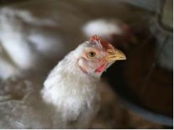 New tool to make poultry sector climate-friendly