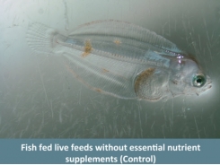 Aquaculture research aims to lower mortality in larval marine fish