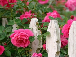 Kỹ thuật trồng cây hoa hồng leo bằng hạt ra hoa cực nhanh