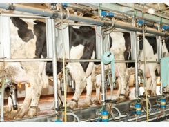How can dairy cows improve resistance to disease during early lactation?