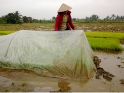 Chủ động chống rét cho mạ, lúa