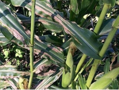 Northern corn leaf blight genes identified in new study