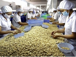 Cashew exports hit record high of over 3.5 billion USD