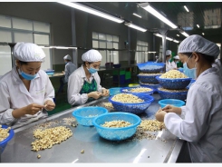 Processors gain right to label “Binh Phuoc” cashew products