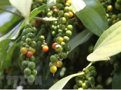 Pepper export value drops under 1 billion USD