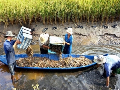 Rice and shrimp are grown in rotation in Cà Mau