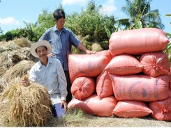 Trúng mùa lúa - tôm, nông dân ĐBSCL phấn khởi