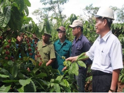 Dak Lak to reduce coffee-growing area
