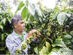 Bayer in private sector alliance to support coffee smallholder farmers