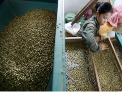 Asia Coffee: Vietnam prices down ahead of Lunar New Year holiday