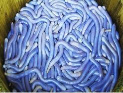 Initial success in sea worm farming