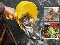 Stipulate three key farmed species of fisheries industry