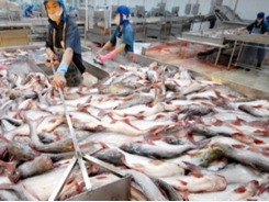 US becomes Vietnam’s largest tra fish importer