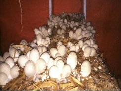 Đồng Tháp farmers encouraged to grow straw mushroom indoors