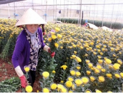 Flower farmers prepare for Tết